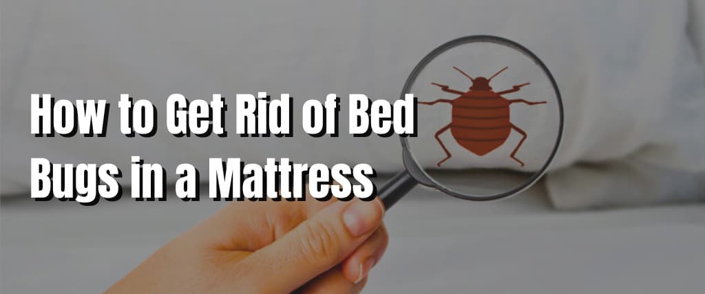 How to Get Rid of Bed Bugs in a Mattress 1