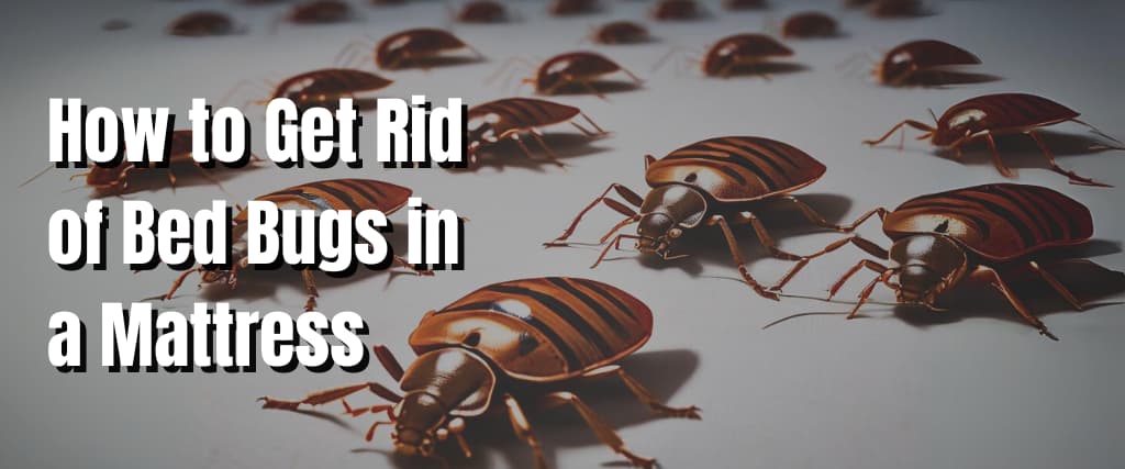 How to Get Rid of Bed Bugs in a Mattress..